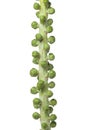 Stalk with fresh Brussels sprouts Royalty Free Stock Photo