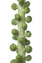 Stalk with fresh Brussels sprouts