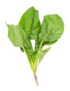 stalk of fresh green spinach herb cutout on white Royalty Free Stock Photo