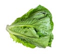 stalk of fresh Romaine lettuce cutout on white Royalty Free Stock Photo