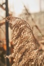 Stalk of golden ornamental grass outdoors.