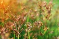 Close-up photos of red grass flowers blurred background Royalty Free Stock Photo