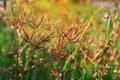 Close-up photos of red grass flowers blurred background Royalty Free Stock Photo