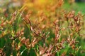 Close-up photos of red grass flowers blurred background Royalty Free Stock Photo