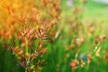 Close-up photos of red grass flowers blurred background Royalty Free Stock Photo