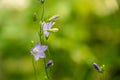 Stalk of Harebell Blossoms in Glacier Royalty Free Stock Photo