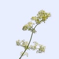 Stalk of a hedge bedstraw with small white flowerets, close-up isolated on a light background