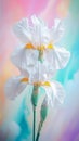 A stalk of IRIS FLOWERs with a pastel background Royalty Free Stock Photo