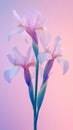 A stalk of IRIS FLOWERs with a pastel background Royalty Free Stock Photo