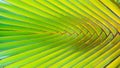 Stalk leaf of bases on a Travelers Palm Royalty Free Stock Photo