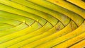 Stalk leaf of bases on a Travelers Palm Royalty Free Stock Photo