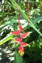 A Stalk of Lobster Claw Flowers in a Rainforest in Hawaii Royalty Free Stock Photo