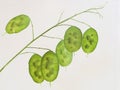 A stalk of the Lunaria annua, English name honesty or annual honesty, with green immature seedpods Royalty Free Stock Photo