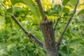 stalk overgrown with cambium, grafted on a branch of an apple tree last spring. Grafted fruit trees