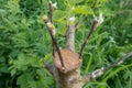 stalk overgrown with cambium, grafted on a branch of an apple tree last spring. Grafted fruit trees