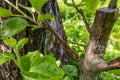 stalk overgrown with cambium, grafted on a branch of an apple tree last spring. Grafted fruit trees