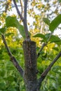 stalk overgrown with cambium, grafted on a branch of an apple tree last spring. Grafted fruit trees