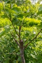 stalk overgrown with cambium, grafted on a branch of an apple tree last spring. Grafted fruit trees