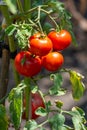 Stalk with ripening eco growing tomatoes