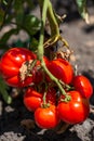 Stalk with ripening eco growing tomatoes