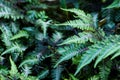 Athyrium niponicum silver falls Royalty Free Stock Photo