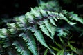 Athyrium niponicum silver falls Royalty Free Stock Photo