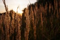 Stalk of wheat grass close-up photo silhouette at sunset and sunrise Royalty Free Stock Photo