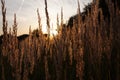 Stalk of wheat grass close-up photo silhouette at sunset and sunrise Royalty Free Stock Photo