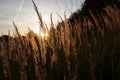Stalk of wheat grass close-up photo silhouette at sunset and sunrise Royalty Free Stock Photo