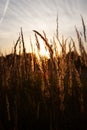 Stalk of wheat grass close-up photo silhouette at sunset and sunrise Royalty Free Stock Photo