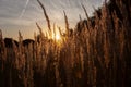 Stalk of wheat grass close-up photo silhouette at sunset and sunrise Royalty Free Stock Photo