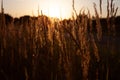 Stalk of wheat grass close-up photo silhouette at sunset and sunrise Royalty Free Stock Photo