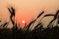 stalk of wheat grass close-up photo silhouette at sunset and sunrise in the summer, nature sun sets yellow background Royalty Free Stock Photo