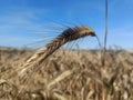 a stalk of wheat with some sky in the background, Royalty Free Stock Photo