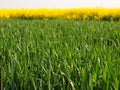 Stalk of wheat in the spring green field of blooming rapes, the green stalks of bottom side Royalty Free Stock Photo