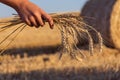 Stalk Of Wheat In Straw Hay Bale Field Sunrise