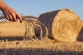 Stalk Of Wheat In Straw Hay Bale Field Sunrise