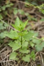 A stalk of young nettles in the forest.