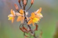 Stalked bulbine, Bulbine frutescens, close-up orange-yellow flowers and buds