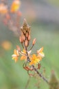 Stalked bulbine, Bulbine frutescens, orange-yellow flowers and buds