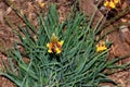 Stalked bulbine, Snake flower, Burn jelly plant, Bulbine frutescens