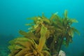 Stalked kelp Royalty Free Stock Photo