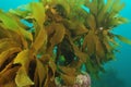 Stalked kelp Royalty Free Stock Photo
