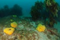 Stalked kelp Ecklonia radiata and yellow nipple sponges