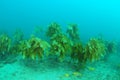 Stalked kelp in misty water