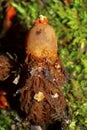 Stalked puffball with jelly at Cockaponset State Forest in Connecticut