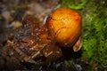 Stalked puffball with jelly at Cockaponset State Forest in Connecticut