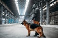 Stalker in gas mask and dog in abandoned building Royalty Free Stock Photo