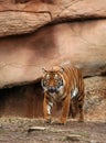 Stalking Bengal Tiger Royalty Free Stock Photo