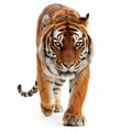 Stalking Bengal Tiger Royalty Free Stock Photo